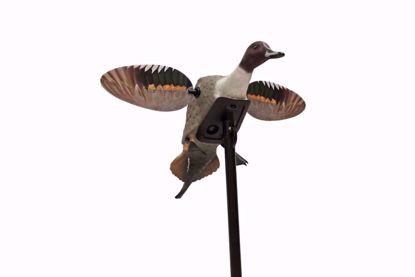 Mojo Outdoors - Elite Series Pintail