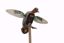 Mojo Outdoors - Elite Series Green Wing Teal 