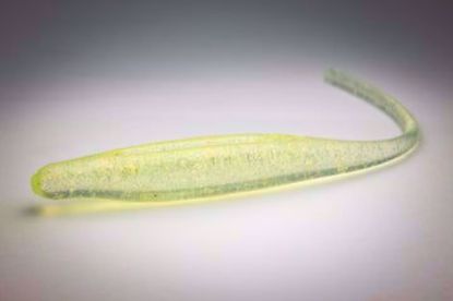 Coastal Brew Baits - Premium Saltwater Lure